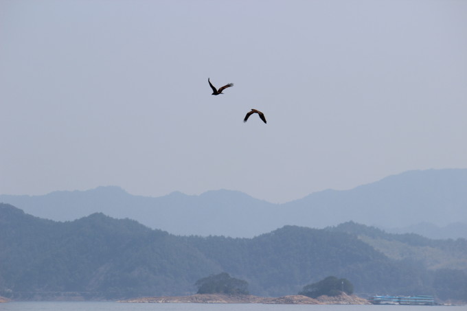 这里是浴鹄湾景区,去年在杭州和小白误打误撞溜到这里,自此爱上了这里。从三台山吃过饭,沿着小路进去走一走。现在花正盛,人不多,非常适合一家人周末去野餐郊游。 一路玩到四点多,悲催的赶上了周五堵车和出租车交班,我们要去千鸟湖呀,行李还在农家乐呢,各种打不到车,最后大呆眼急手快拦了一辆出租车,二话不出西站走起。杭州到千岛湖的车票是60元,半一小一班,最晚一班6:30,全程两个小时,千鸟湖汽车站离千鸟湖镇比较远,不过有很多黑车驻守,问题不大,千岛湖下车已经是晚上八点,坐了一辆顺路回家的车,30元把我们送到中心码头