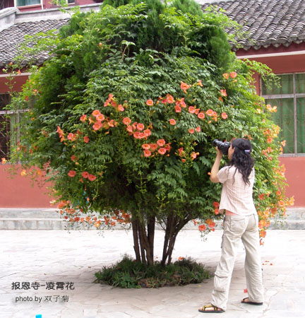 恋与制作人凌霄