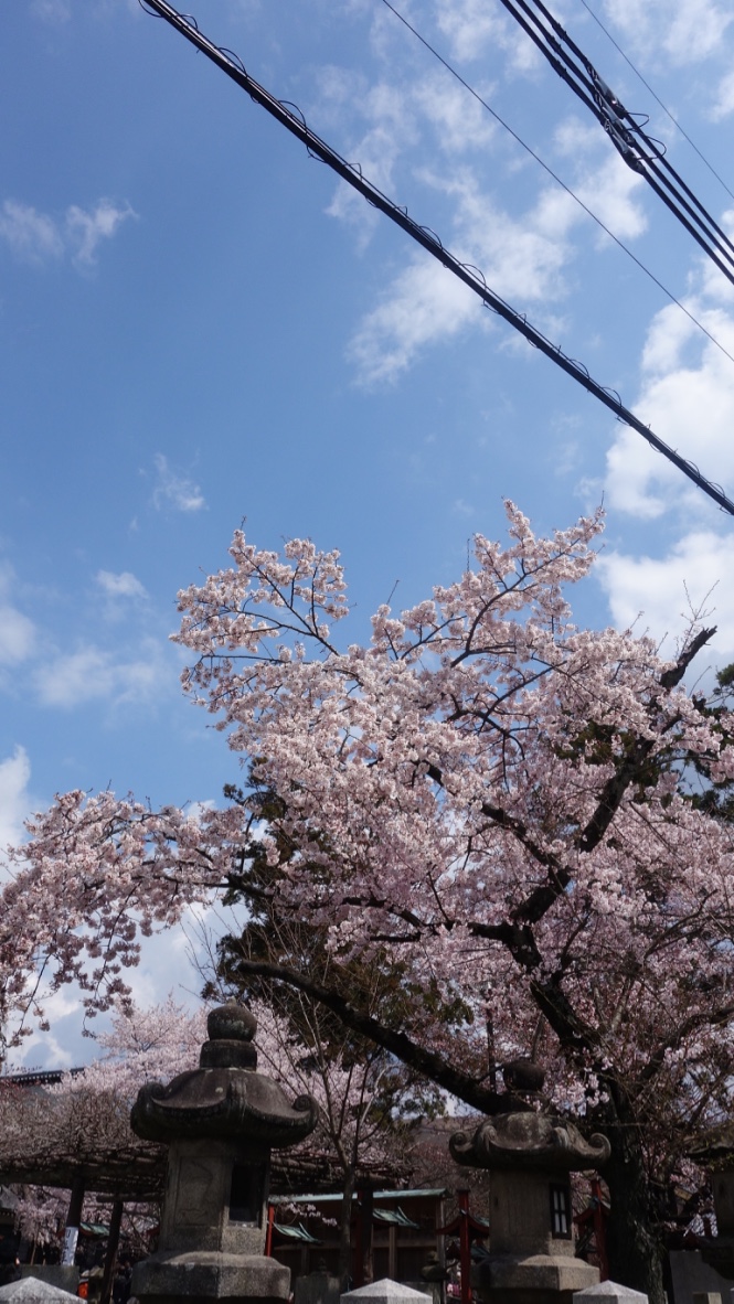 日本9天8晚自助游